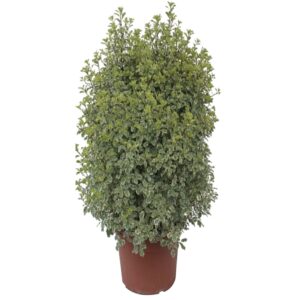 pittosporum en pot plante balcon