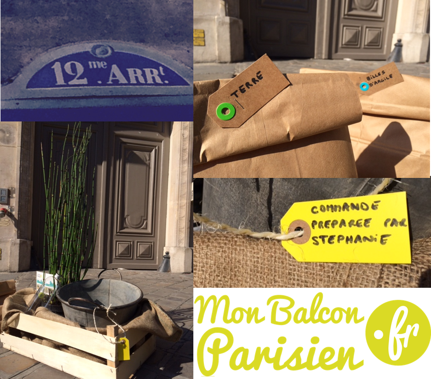 plante persistante