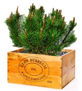 pinus mugho