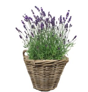 livraison plante paris