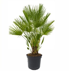 plante balcon chamareops
