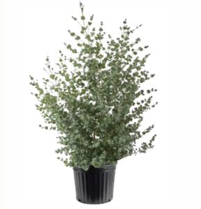 eucalyptus gunnii