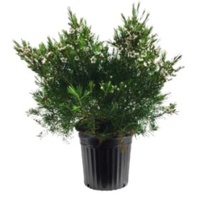 fleur de cire