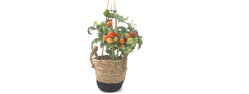 tomate cerise balcon tomate cerise balcon