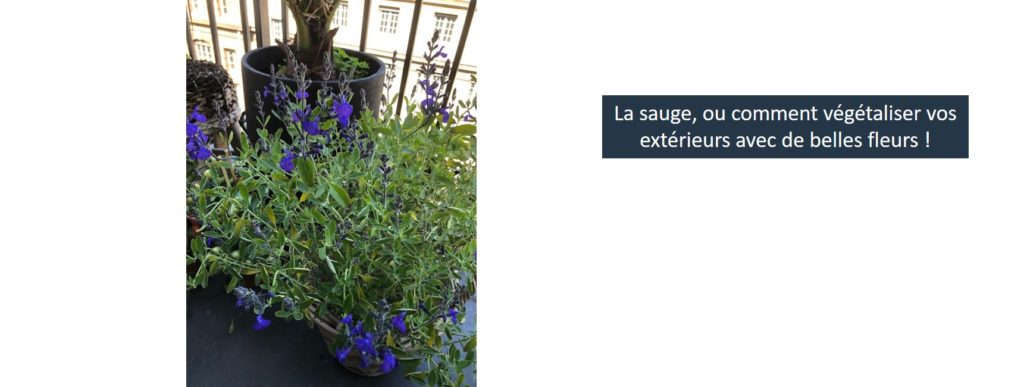 fleurs balcon