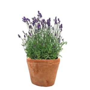 plante pour balcon lavande