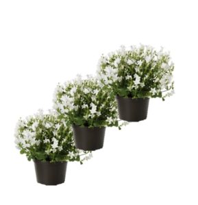 campanule blanche