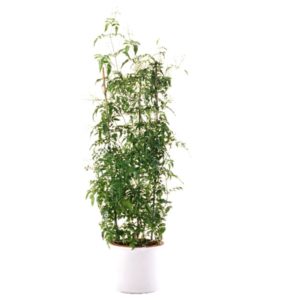 jasmin