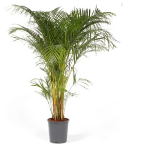 livraison plante intérieur