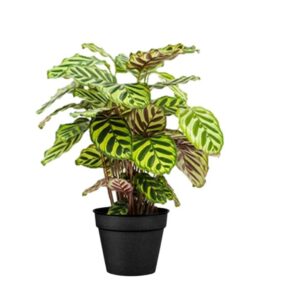 calathea makoyama