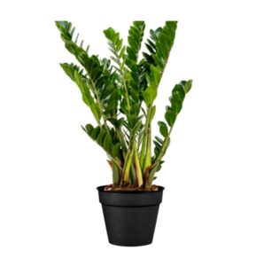 zamioculcas en pot