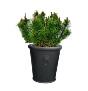 pot balcon pinus mugho