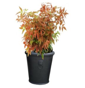 pot balcon choisya