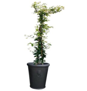 pot balcon jasmin
