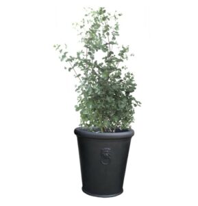 pot balcon Eucalyptus gunnii