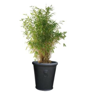 pot balcon bambou