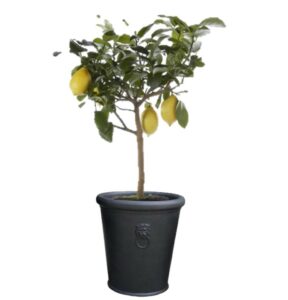 pot balcon citronnier