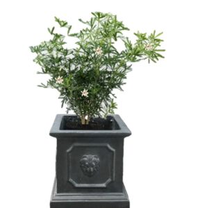 pot balcon choisya