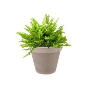 pot balcon fougère