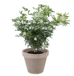 pot balcon choisya