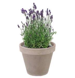 pot balcon lavande