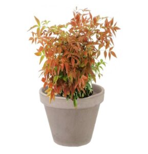 pot balcon nandina