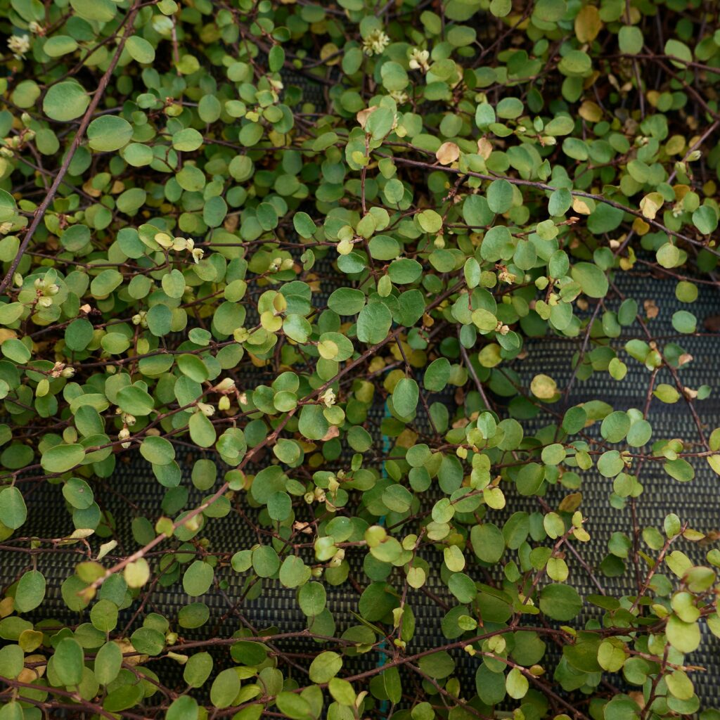 Muehlenbeckia : la plante grimpante idéale pour balcons et terrasses parisiennes