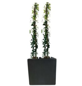 plante balcon jasmin étoilé en pot