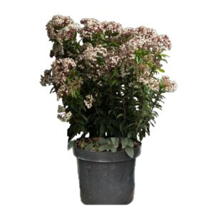 plante balcon laurier tin