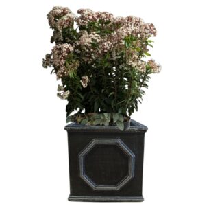 plante de balcon en pot