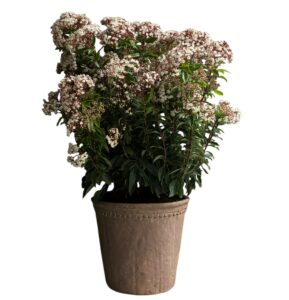 plante balcon laurier tin en pot