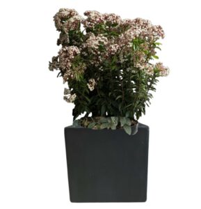 plante de balcon en pot
