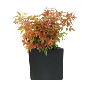plante balcon nandina domestica en pot