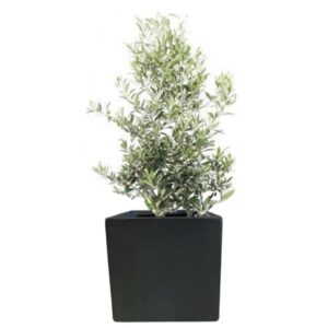 plante balcon olivier en pot