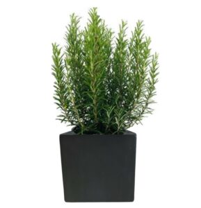 plante balcon romarin en pot