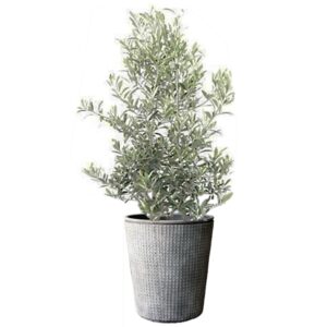 plante de balcon -oliver en pot