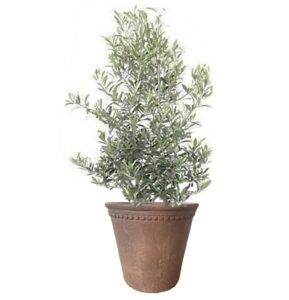 plante de balcon - olivier en pot