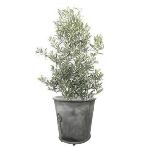 plante de balcon - olivier en pot